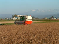 大豆畑のカルチ(除草)
